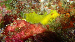 Dercitus luteus