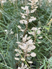 Brassicaceae
