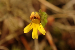 Euphrasia minima