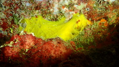 Dercitus luteus
