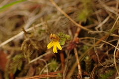 Euphrasia minima