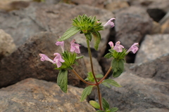 Galeopsis ladanum