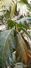 Artocarpus