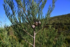 Widdringtonia nodiflora