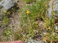 Raillardella scaposa