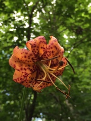Lilium michauxii