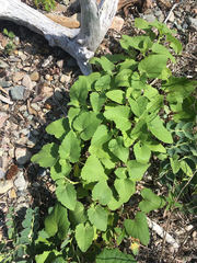 Xanthium strumarium canadense