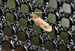 Acrolophus texanella