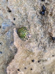 Nerita versicolor