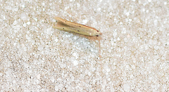 Mesophleps adustipennis