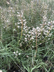 Brassicaceae