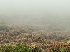 Miconia robinsoniana