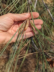 Pinus sabiniana