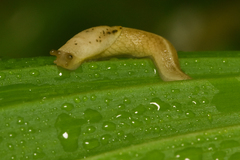 Prophysaon foliolatum