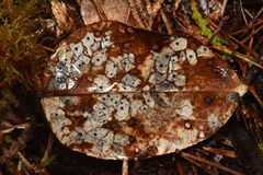 Coccomyces dentatus