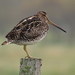 Paraguayan Snipe - Photo (c) Leonel Roget, some rights reserved (CC BY), uploaded by Leonel Roget