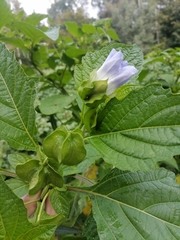 Nicandra physalodes