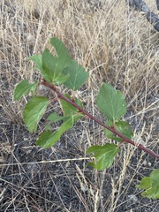 Ceanothus sanguineus