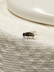 Musca domestica