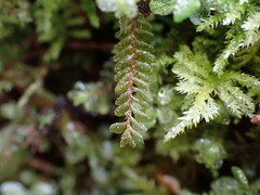 Plagiochila