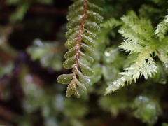 Plagiochila