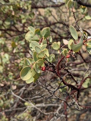 Arctostaphylos viscida viscida