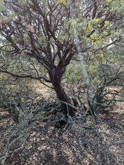 Arctostaphylos viscida viscida