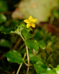 Lysimachia nemorum