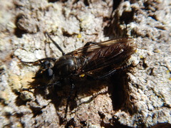 Laphria