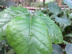 Polyscias guilfoylei