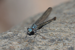 Argia lugens