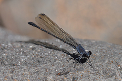 Argia lugens