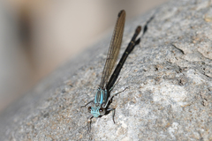 Argia lugens
