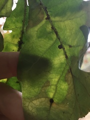 Neuroterus anthracinus