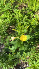 Oenothera