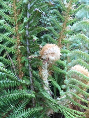 Polystichum speciosissimum