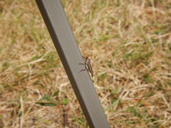 Neomochtherus willistoni