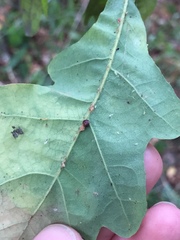 Neuroterus anthracinus