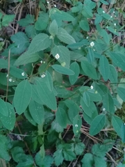 Euphorbia montereyana