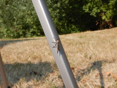 Neomochtherus willistoni