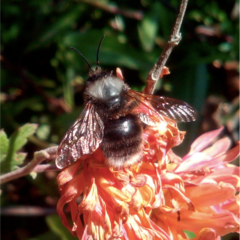 Bombus funebris