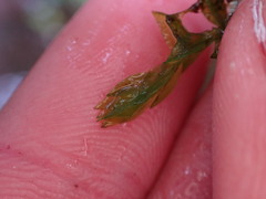 Fontinalis antipyretica