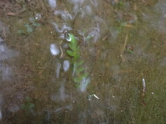 Fontinalis antipyretica