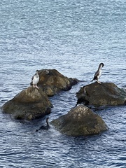 Gulosus aristotelis desmarestii