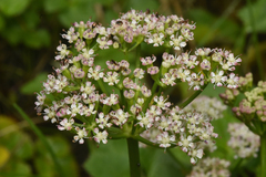 Ligusticum scothicum
