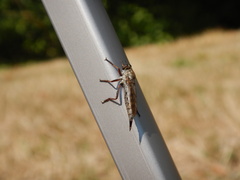 Neomochtherus willistoni