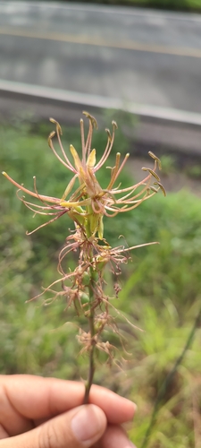 Agave occidentalis