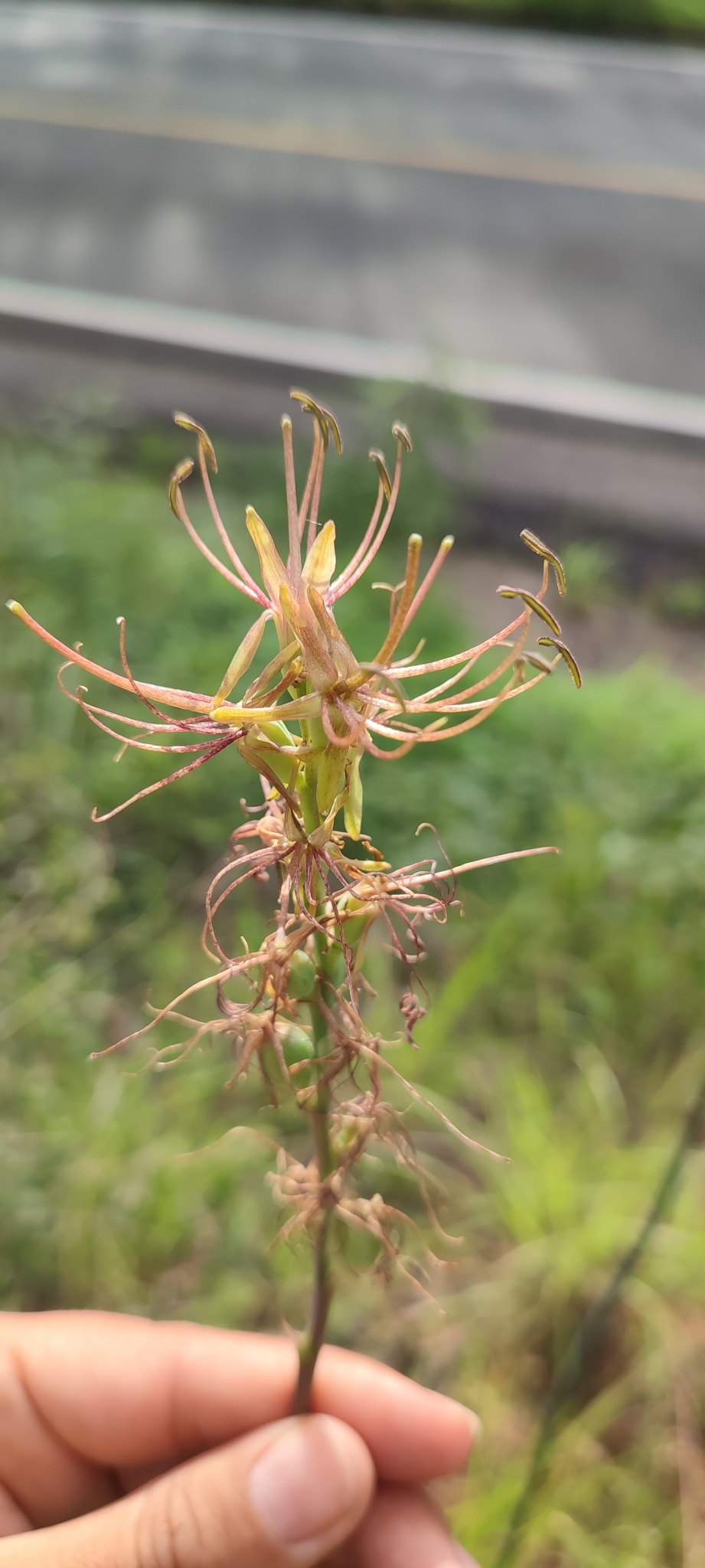 Agave occidentalis