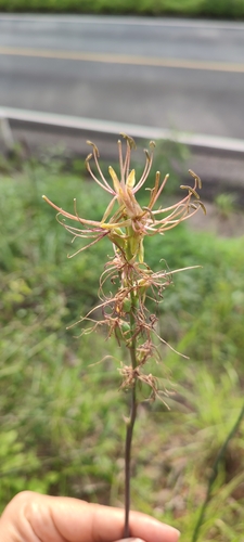 Agave occidentalis