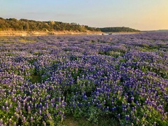 Lupinus texensis
